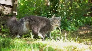 Relaxing Cat Video - Cats roaming in sunny garden HQ footage
