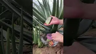 #acne #aloeveradel #handmade #acnefighter #fpy2021 #aloe #facepack #al