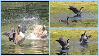 Canadian goose enjoy 😉 splashing in the water 💧 and spreading wings 🪽 