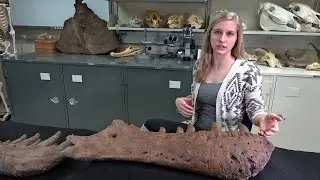 Dissecting with Emily - Tyrannosaurus rex holotype pathology