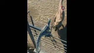 🥶 BREAKING FENCE MID CLIMB? || TREX VS VELOCIRAPTOR JURASSIC WORLD EVOLUTION 3 #jwe3