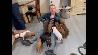 It was a Shapoopy Puppy Day!  🤣