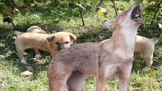 Fox/Golden Jackal Sound---Jackal real sound II শিয়ালের ডাক