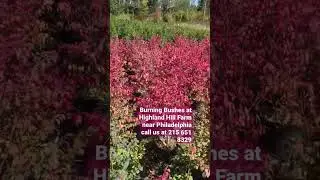 Burning Bushes at Highland Hill Farm near Philadelphia call us at 215 651 8329