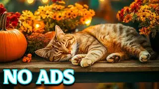 12 Hours of Soothing Sleep Music for Cats🌙Comfort Music for Nervous Cats💤Ambient Waves for Peace