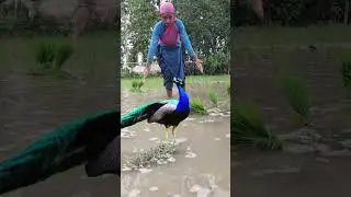 peaceful peacock voice/peacock sound... #peacock #animals #birds