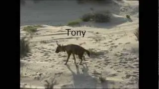 Brown Hyena Conservation Project