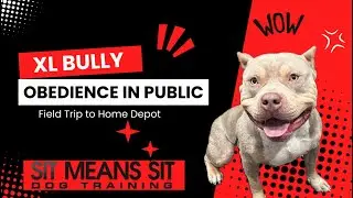 Sit Means Sit Atlanta Dog Training : XL Bully Field Trip to Home Depot