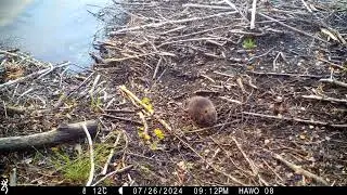Three Baby Beavers - Beaver Lodge Cam