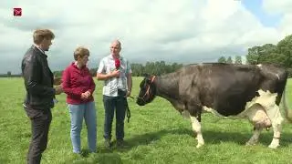 Fokje 26 is haar naam en ze is de oudste melkkoe van Flevoland
