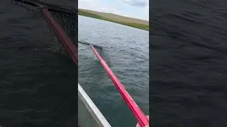This thing is not in the net lol#shortsviral #fishing #walleyefishing #fish #shorts #ytviral#walleye