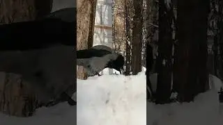 Beak full of prey #crow / Клюв с добычей #вороны
