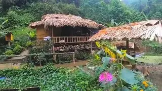 Trồng cây, gieo hạt, làm ổ cho vật nuôi trang trại phát triển xanh tốt 