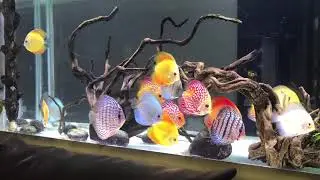 Discus strains - Best colour strains