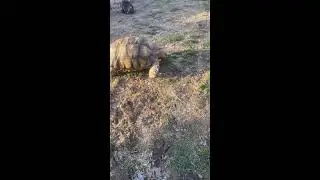 #sleepstream #animal #cute #hitthelikebutton