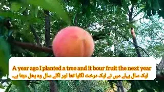 A year ago, I planted a tree and it bore fruit the next year.#farming #fruit 