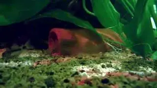 My hypancistrus L066 pleco