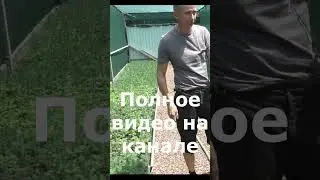 Как обманывают продавцы хвойных растений на маркетплейсах!