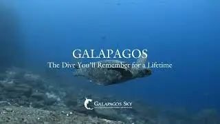 Live the Journey. Dive the Galapagos