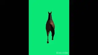 running horse green screen animation