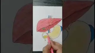 How to Draw Liver #medicalart #anatomysketch #medicalillustration #educationalart #drawing#humanbody