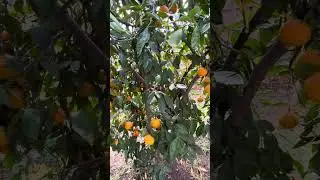 Мандарины полезные качества и вред.