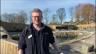 Love at Penguins Rock - Episode Three | Edinburgh Zoo