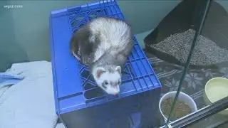 2 The Rescue: Ferrets  Gabe, Jasper and Roosevelt need a good home!