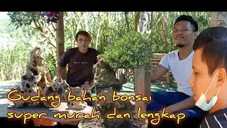 #hargabonsai#bonsaipendongkel#       Harga bonsai super murah ll langsung di pendongkel nya