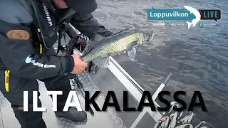 Iltakalassa iso 70 cm kuha | Loppuviikon Live