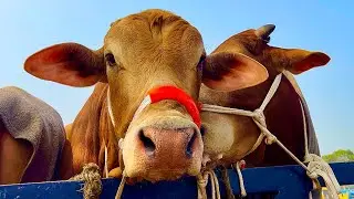 Cow unloading, cow videos, cow video, animal, big cow, goru hamba cow, Ep- 38