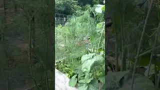 Harvest Dill over and over all summer long!