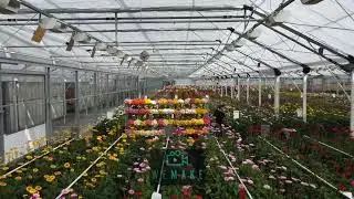 indoor drone vlucht Schreurs Roses & Gerbera's