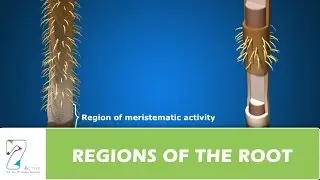 REGIONS OF THE ROOT