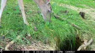 UK wildlife camera trap videos
