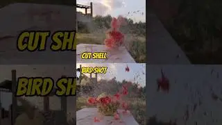 watermelon vs cut shell #shotgun #experiment