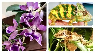 New Orchids + Intro to my Reptile Collection!