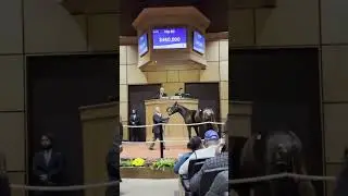 Hip 80 c. UNCLE MO o/o Bon Jovi Girl sells for $500,000 at The November Sale!