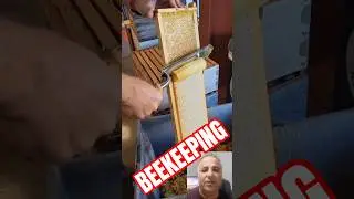 arı arıcılık bee bees пчела मधुमक्खी Biene бджола abeille abeja abelha نحلة bleta m&eacute;h bij pčela ari