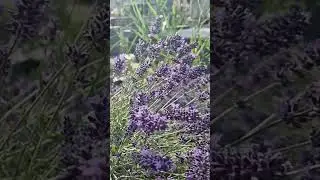 Albinuta, culegand polen slowmotion #shortsvideo