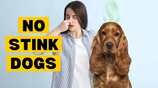 Top 10 Dogs that Don't SMELL Bad