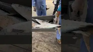Qatar fish market 🐟 #viral #trending #fyp #fish