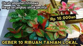 Serba murah 15k 4pot 50k ❗ Pusat aglonema murah tanian lokal diobral #tanamanhias 