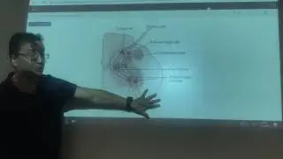 Capitulo 55: Funciones motoras de la m&eacute;dula espinal: reflejos medulares