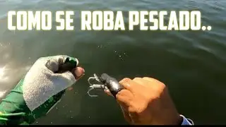 ROBANDO LISAS.. PESCA A MANO // pesca artesanal