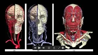 Facial Anatomy for Injuries (Pt 1)