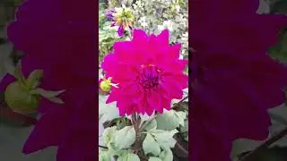 dhalia flower growing tips #dhalia #flowers #terracegarden #garden #youtube #shorts #shortsfeed