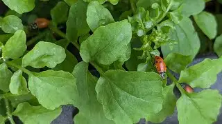 I Bought 500 Ladybugs For My Balcony Garden