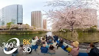 Cherry Blossoms in Tokyo: A Video Tour of the City’s Famous Sakura Spots | Nippon.com
