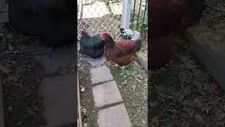 TOP 3 CHICKENS 🐔FOR AUSTRALIAN CONDITIONS HERITAGE BREED HENS AUSSIE HOMESTEAD NSW AUSTRALIA 🦘
